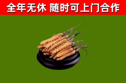 枣强县烟酒回收冬虫夏草.jpg