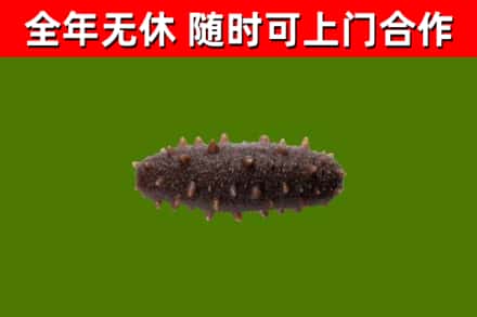 枣强县烟酒回收干海参.jpg